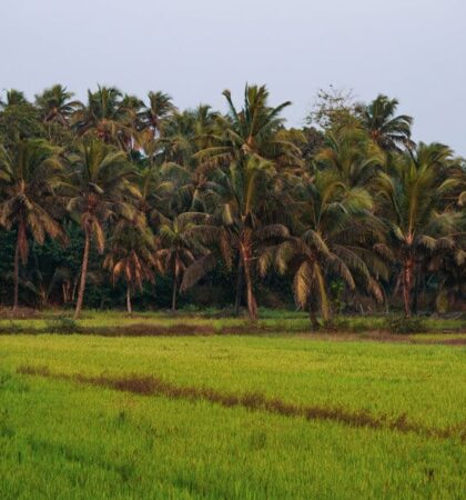 Goa-Travel-Food-Beaches-and-more