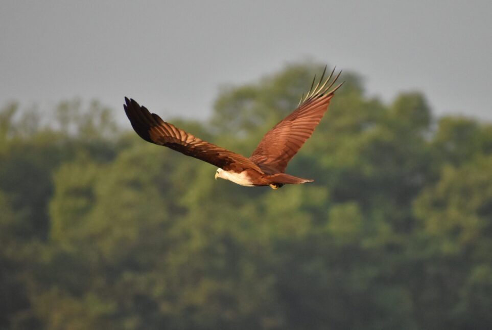 Migratory-Birds-Chorao-Island
